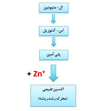 اسید آمینه متیونین و تولید هورمون اکسین