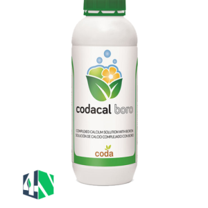 کدا کلبرو (Codacal Boro)