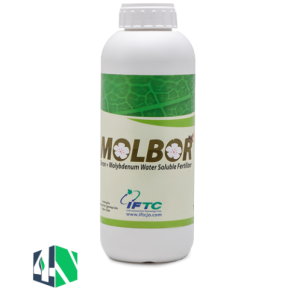 مولبور (Molbor)