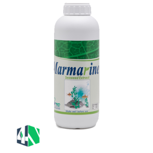 جلبک دریایی مارمارین (Marmarine)