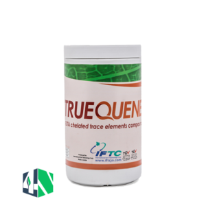 تروکوئن (True Quene)