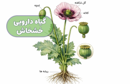 برنامه غذایی گیاه خشخاش