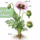 برنامه غذایی گیاه خشخاش