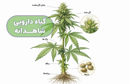 برنامه غذایی گیاه شاهدانه